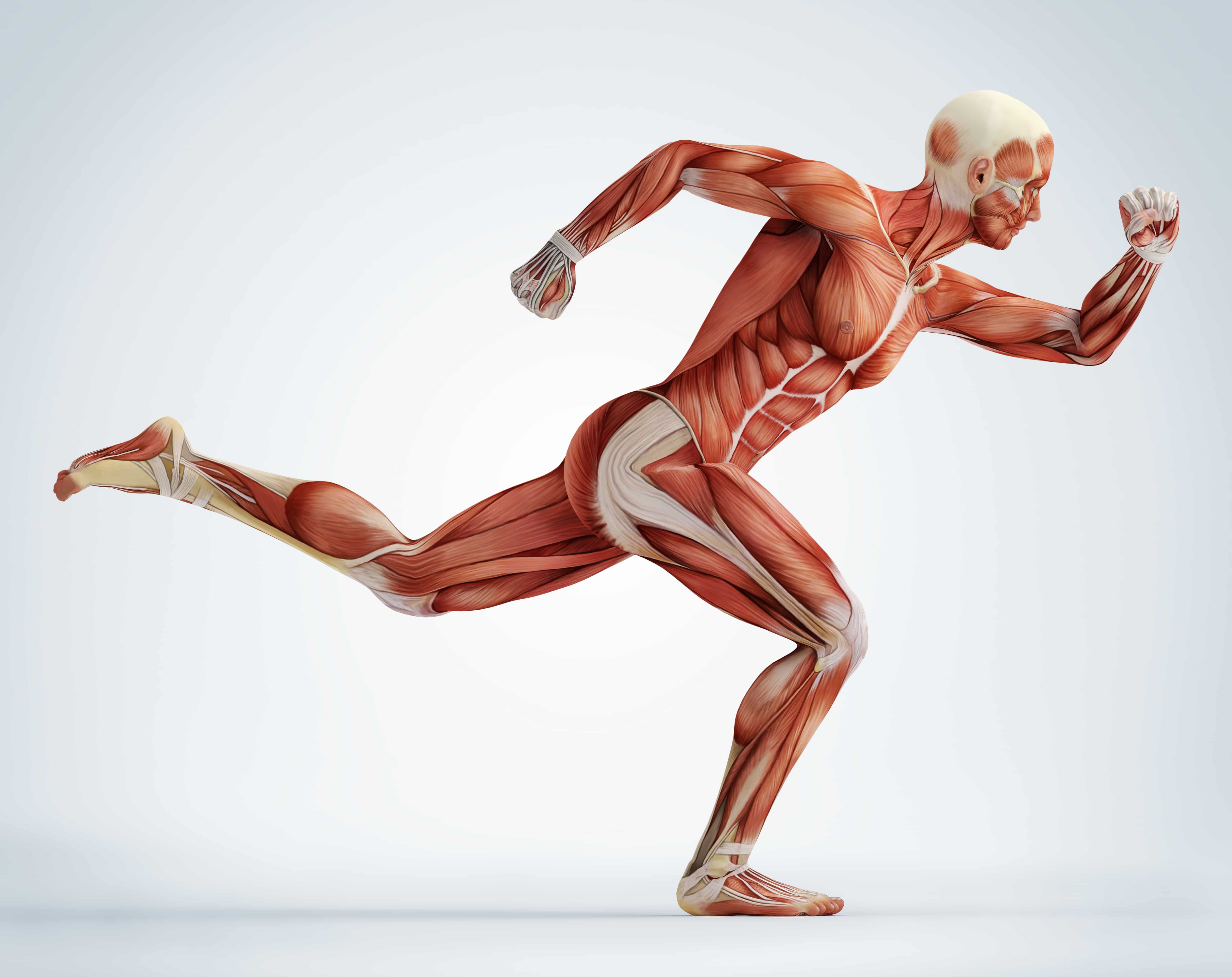 Какое количество мышц у человека. Мышцы человека. Мускулатура человека. Мышечная анатомия. Анатомия человека в движении.